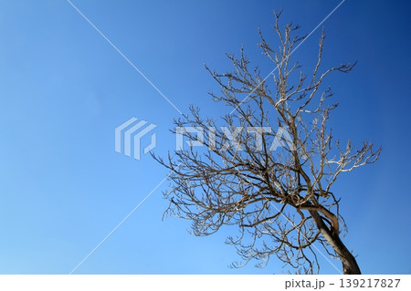 autumn winter tree branches in blue sky autumn winter tree branches in blue sky 139217827