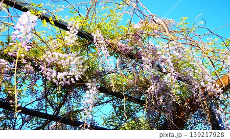 Wisteria genus of flowering plants in legume family, Fabaceae Leguminosae. Woody twining vines species are popular ornamental plants. Wistarias climb by twining stems. Lilac, purple and pink flowers Wisteria genus of flowering plants in legume family, Fabaceae Leguminosae. Woody twining vines species are popular ornamental plants. Wistarias climb by twining stems. Lilac, purple and pink flowers 139217928