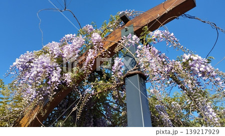 Wisteria genus of flowering plants in legume family, Fabaceae Leguminosae. Woody twining vines species are popular ornamental plants. Wistarias climb by twining stems. Lilac, purple and pink flowers 139217929