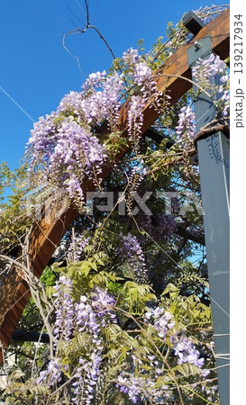 Wisteria genus of flowering plants in legume family, Fabaceae Leguminosae. Woody twining vines species are popular ornamental plants. Wistarias climb by twining stems. Lilac, purple and pink flowers Wisteria genus of flowering plants in legume family, Fabaceae Leguminosae. Woody twining vines species are popular ornamental plants. Wistarias climb by twining stems. Lilac, purple and pink flowers 139217934