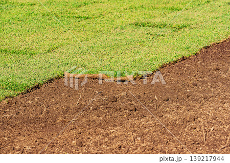 Macro view of rolled turf in worn wheelbarrow, sandy soil texture and spiral green grass blades clearly visible in warm sunlight 139217944