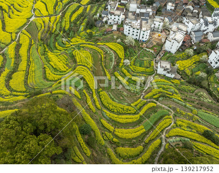 Golden canola fields curve through mountain terraces. Aerial view. 139217952