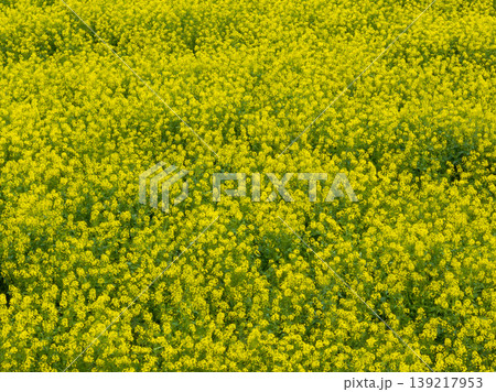 Golden yellow flowers blanket the field. Rapeseed terraces. Golden yellow flowers blanket the field. Rapeseed terraces. 139217953