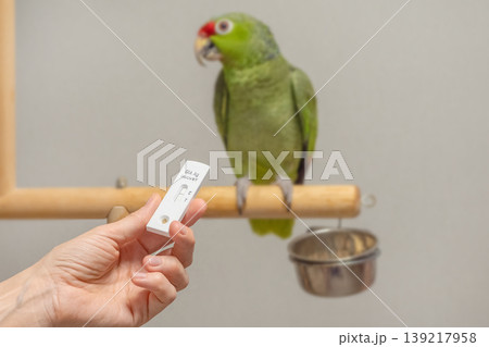 Hand holds diagnostic cassette near green parrot 139217958