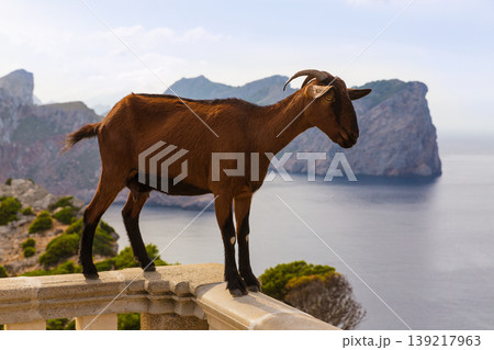 Majorca goat in Formentor Cape Lighthouse 139217963