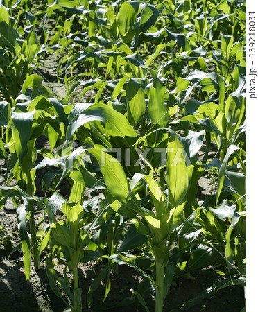 Corn fields growing up in mediterranean lands Corn fields growing up in mediterranean lands 139218031