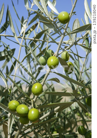 Beautiful green olive field macro over blue sky Beautiful green olive field macro over blue sky 139218040