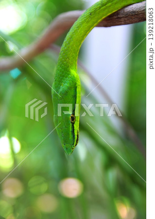 Green parrot snake Leptophis Ahaetulla Green parrot snake Leptophis Ahaetulla 139218063