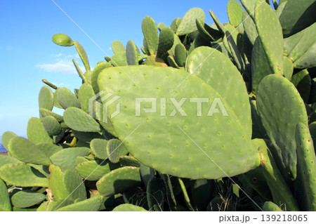 chumbera nopal cactus plant blue sky chumbera nopal cactus plant blue sky 139218065