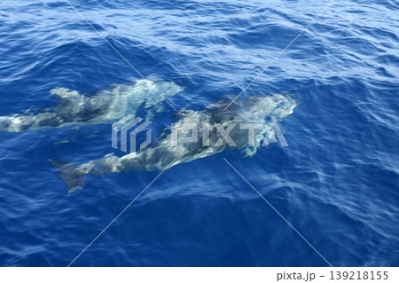 Two dolphins in Mediterranean sea Two dolphins in Mediterranean sea 139218155