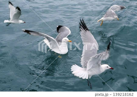 active sea gulls seagulls over blue sea ocean 139218162