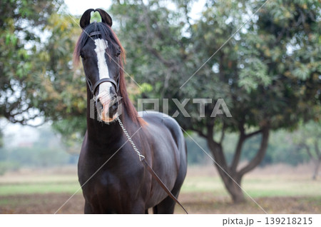 portrait of beautiful black Marwari young stallion posing in garden at cloudy morning. India portrait of beautiful black Marwari young stallion posing in garden at cloudy morning. India 139218215