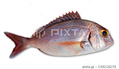 Snapper fish catch fresh red color Snapper fish catch fresh red color 139218278