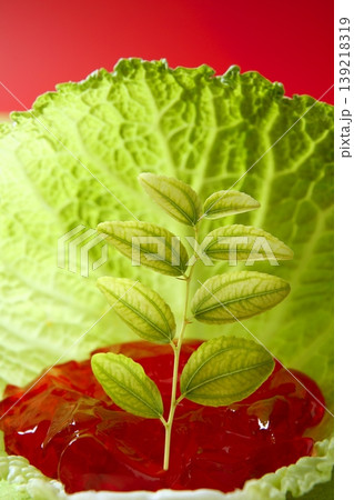 growing inside a cabbage leaf 139218319