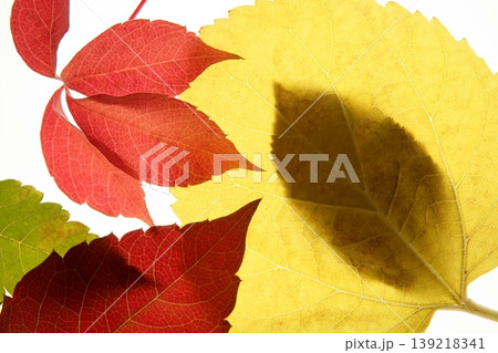 Autumn, fall leaves decorative still at studio white background 139218341