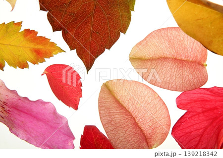 Color flowers, leaves, petals, isolated white background 139218342