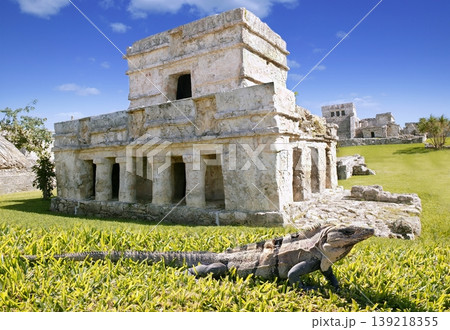 iguana on grass in Tulum mayan ruins 139218355