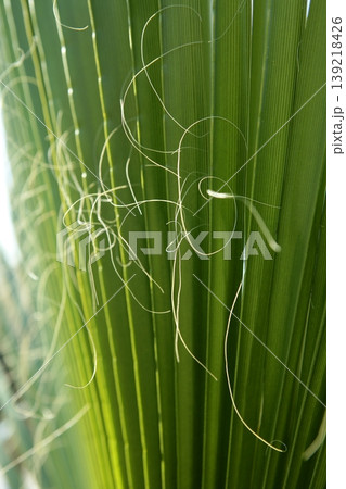 Palm leaf detail with curling fiber 139218426