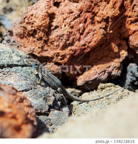 La Palma typical lizard Tizon Gallotia galloti palmae 139218618