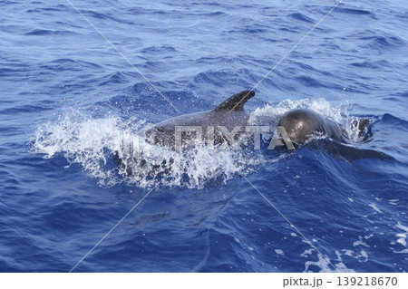 pilot whales free with baby in mediterranean pilot whales free with baby in mediterranean 139218670