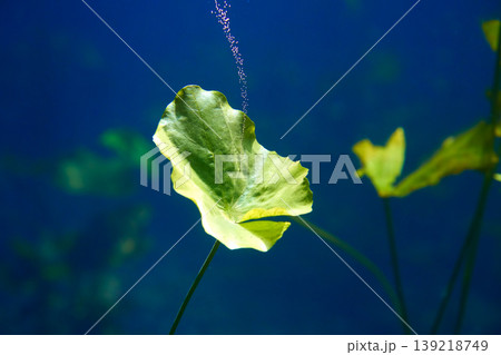Cenote sinkhole waterplants in Riviera Maya Cenote sinkhole waterplants in Riviera Maya 139218749