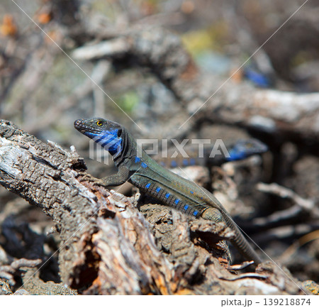 La Palma typical lizard Tizon Gallotia galloti palmae 139218874