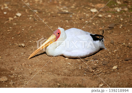 African Yellowbilled Stork Tantalo, Mycteria ibis bird, nature African Yellowbilled Stork Tantalo, Mycteria ibis bird, nature 139218994