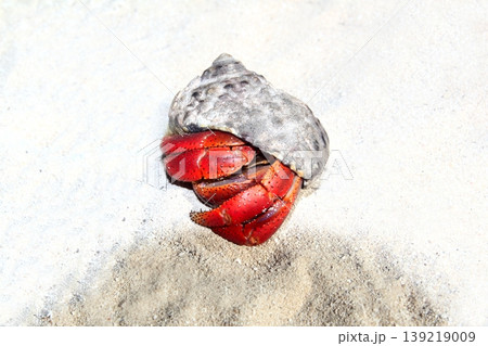 Red Legged Hermit Crab in Mexico beach sand Red Legged Hermit Crab in Mexico beach sand 139219009
