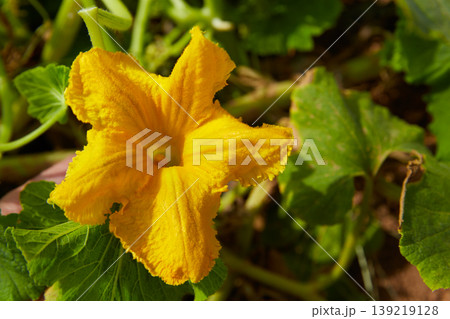 pumpkin flower zucchini yellow macro 139219128