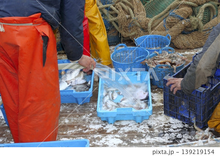 fishermen hands working fish catch on boat deck fishermen hands working fish catch on boat deck 139219154