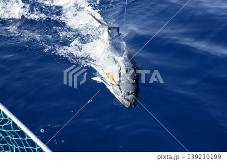 Blue fin tuna Mediterranean fishing and release Blue fin tuna Mediterranean fishing and release 139219199
