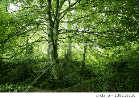 Beech green magic forest woods Beech green magic forest woods 139219210
