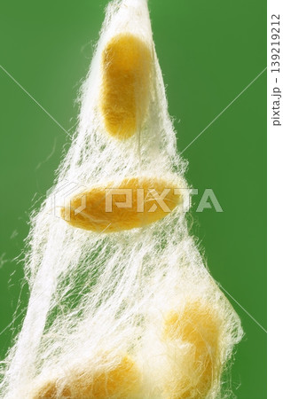 yellow silkworm cocoon over green 139219212