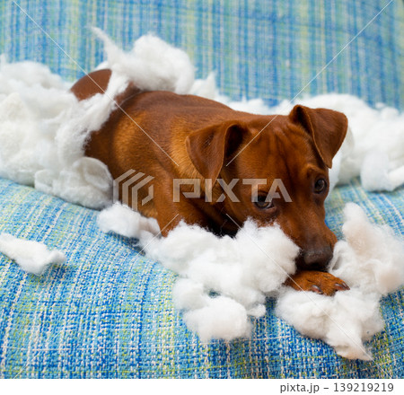 naughty playful puppy dog after biting a pillow 139219219