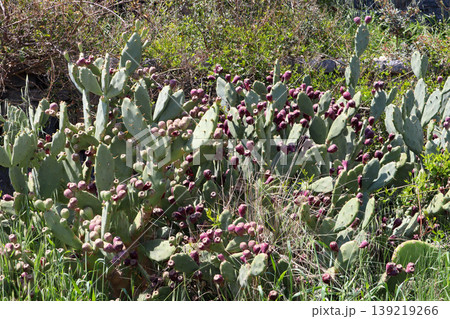 Prickly pear cactus plants densely growing on a hillside, showing many ripe fruits in Bitez, Bodrum, Turkey 139219266