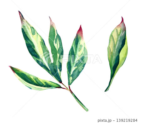 A set of hand-painted watercolor illustrations with fresh green peony leaves. Multi-leaf branch and an individual leaf with realistic vein details and subtle pink tips. Isolated on a white background A set of hand-painted watercolor illustrations with fresh green peony leaves. Multi-leaf branch and an individual leaf with realistic vein details and subtle pink tips. Isolated on a white background 139219284