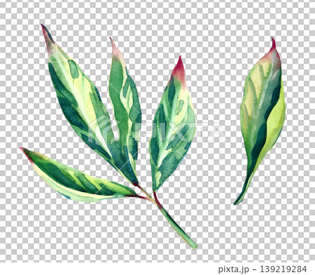 A set of hand-painted watercolor illustrations with fresh green peony leaves. Multi-leaf branch and an individual leaf with realistic vein details and subtle pink tips. Isolated on a white background A set of hand-painted watercolor illustrations with fresh green peony leaves. Multi-leaf branch and an individual leaf with realistic vein details and subtle pink tips. Isolated on a white background 139219284