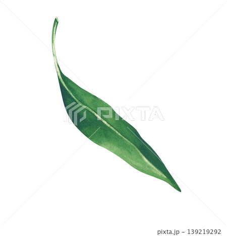 Realistic handmade watercolor illustration depicting one bright green lychee leaf. A clipart with natural curves. On an isolated background. Clipart to create custom patterns, organic packaging, and 139219292