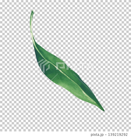 Realistic handmade watercolor illustration depicting one bright green lychee leaf. A clipart with natural curves. On an isolated background. Clipart to create custom patterns, organic packaging, and 139219292