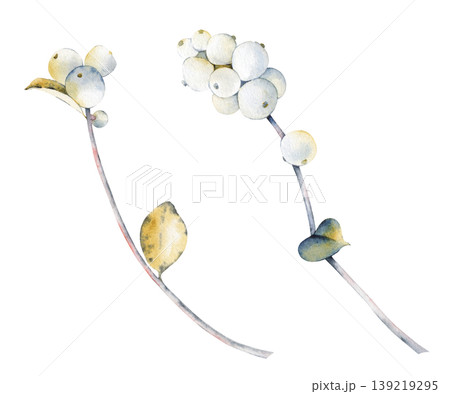 Botanical watercolor illustration of two elegant snowberry branches on an isolated background. Clipart for creating subtle winter wedding stationery, delicate greeting cards, seasonal botanical Botanical watercolor illustration of two elegant snowberry branches on an isolated background. Clipart for creating subtle winter wedding stationery, delicate greeting cards, seasonal botanical 139219295