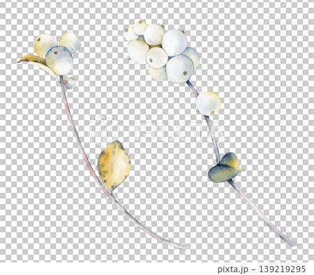 Botanical watercolor illustration of two elegant snowberry branches on an isolated background. Clipart for creating subtle winter wedding stationery, delicate greeting cards, seasonal botanical Botanical watercolor illustration of two elegant snowberry branches on an isolated background. Clipart for creating subtle winter wedding stationery, delicate greeting cards, seasonal botanical 139219295