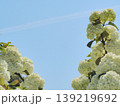 満開に咲き誇る白いオオデマリの花 139219692
