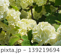 満開に咲き誇る白いオオデマリの花2 139219694