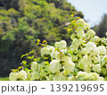 満開に咲き誇る白いオオデマリの花3 139219695