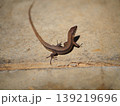 庭に現れた野生のカナヘビのクローズアップ 139219696