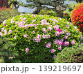 手入れされた日本庭園の松と満開のツツジ 139219697