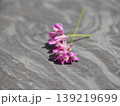 石畳の上に置かれた可憐なレンゲソウ 139219699