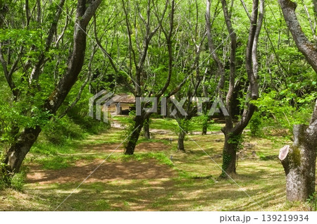 千葉県柏市手賀の丘公園周辺2026年4月 千葉県柏市手賀の丘公園周辺2026年4月 139219934