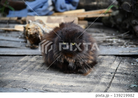black cat standing over dark background, concept of friday 13th, panoramic 139219982