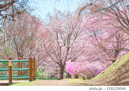 緑ヶ丘公園の桜 緑ヶ丘公園の桜 139220046